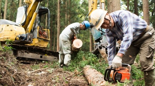 Workers removing trees in a forest